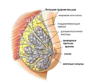 Особые перегородки делят ткань молочной железы на отдельные доли и дольки (Рисунок 2)