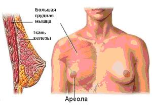 молочная железа располагается на передней поверхности грудной клетки, лежит на большой грудной мышце (Рисунок 1)